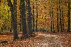 Bochtige weg met herfstkleuren