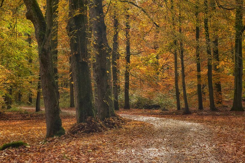 Bochtige weg met herfstkleuren von Cor de Hamer