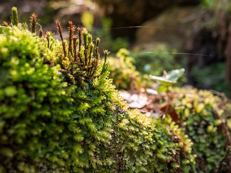 Bielatal, Sächsische Schweiz – Grünes Moos von Pixelwerk