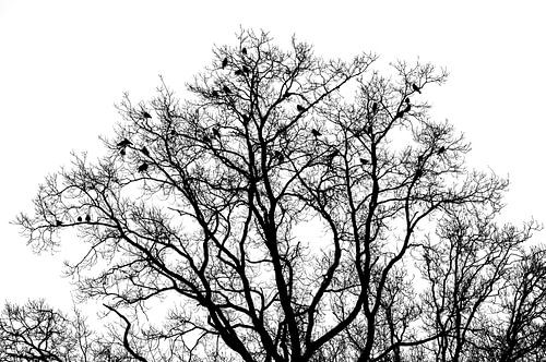 Zwarte kraaien in boom (Groningen - Nederland)