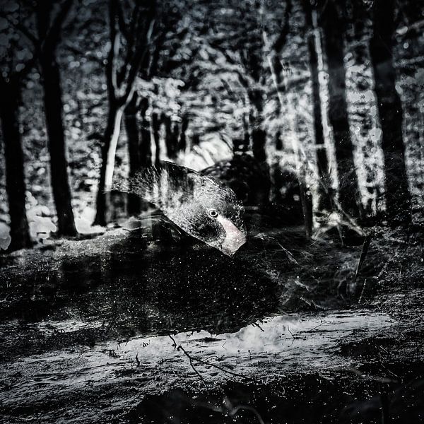 Dark black swan by Freddy Hoevers