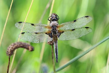 Quatre taches sur Matthias Brix