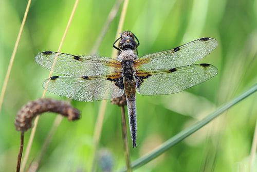 Vierfleck von Matthias Brix