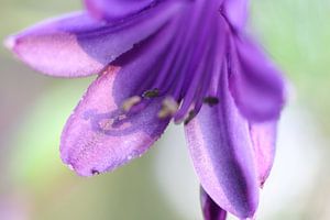 Macro opname meeldraden bloem