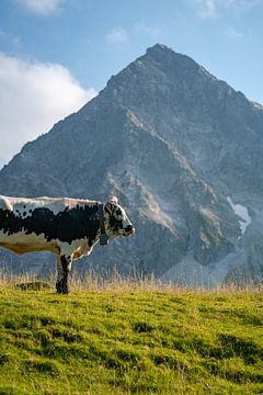 Koe in de Tannheimse bergen van Tirol van Leo Schindzielorz