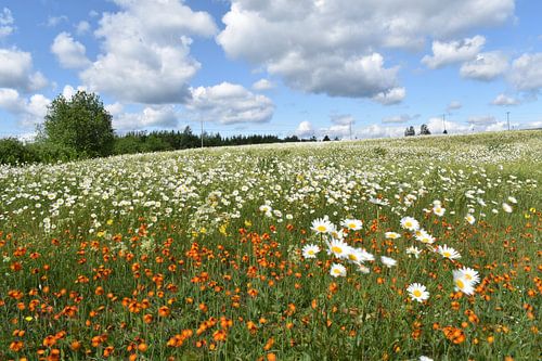 Een bloeiend veld onder een bewolkte hemel