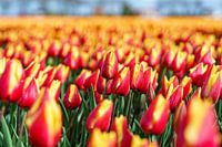 Tulips 2024 (1)