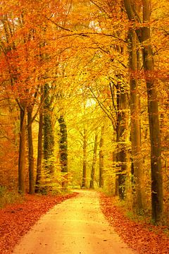 Chemin à travers une forêt de hêtres à l'automne sur Sjoerd van der Wal Photographie