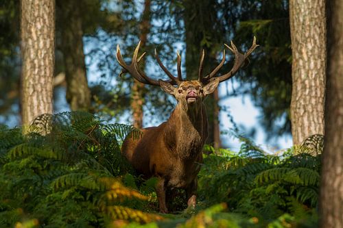 Bronstig Edelhert in boslandschap met varens