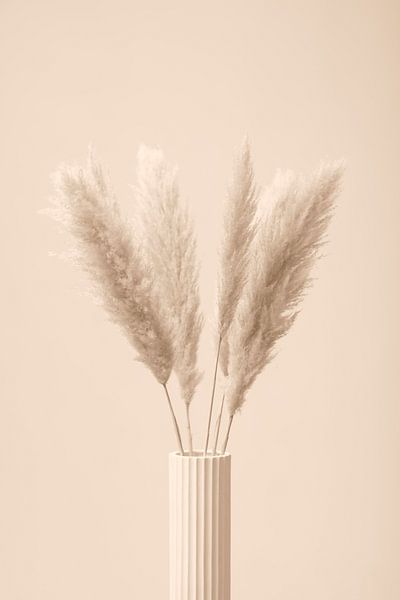 Herbe de la pampa Beige 11 par Pictufy Studio III