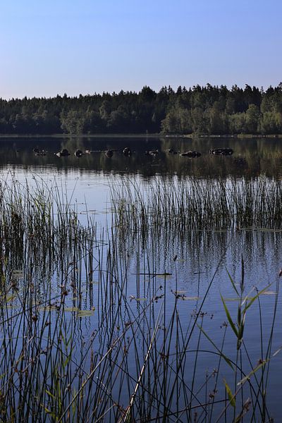 Summer at Lake Aras, Sweden by Imladris Images