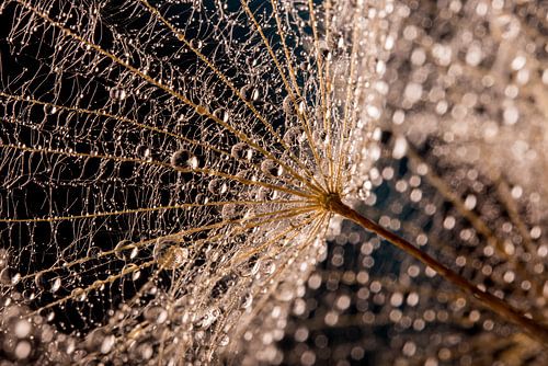 Gros plan de gouttelettes d'eau sur des peluches dans la lumière