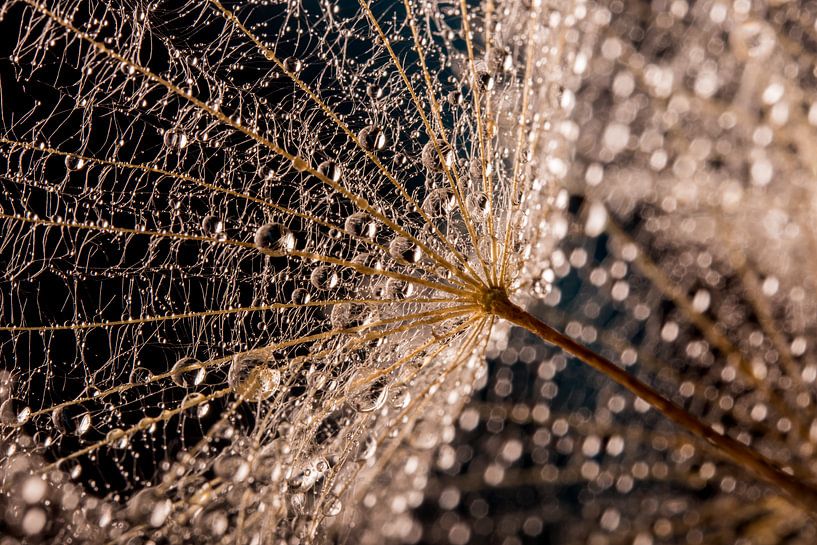 Close-up of water droplets on fluff in the light by Marjolijn van den Berg