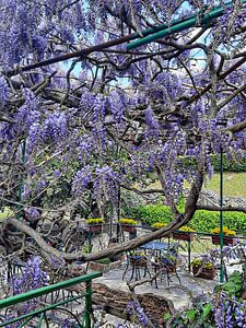 Wisteria Moments 4