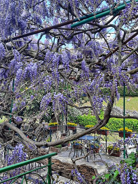 Wisteria Moments 4 by Dorothy Berry-Lound