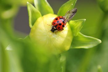 The ladybird on the dahlia bud!