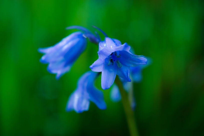 blaue Blumen von Anita van Gendt