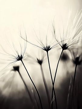 Zwart-witte paardenbloemen van haroulita