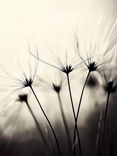 Zwart-witte paardenbloemen