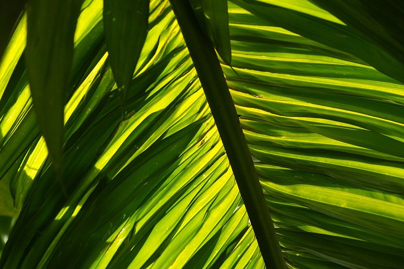 Jeu de lumière sous la paume par Niek Traas