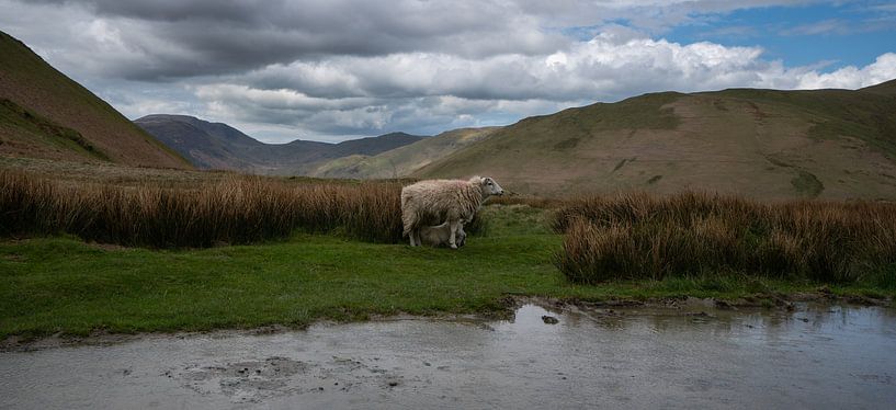Moutons avec leur agneau dans les montagnes du Lake District par Anges van der Logt