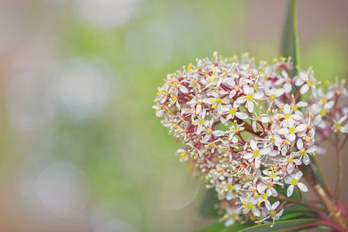 Skimmia (Rutaceae)