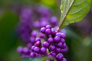 Lila Beeren