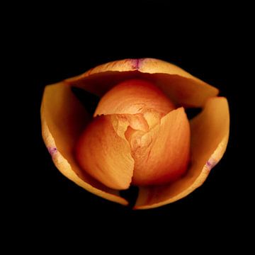 macro topview van een tulp van Ribbi