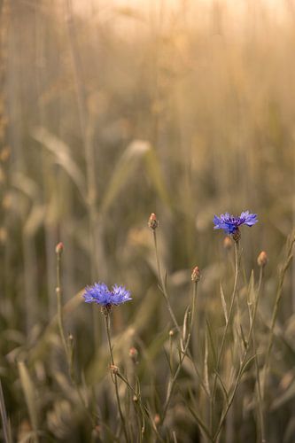 Soirée estivale aux bleuets
