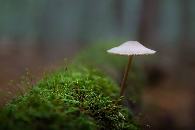 Lonely mushroom by Dennis Claessens