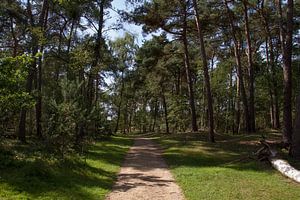 Volg je pad - natuurfotografie in het bos van Qeimoy