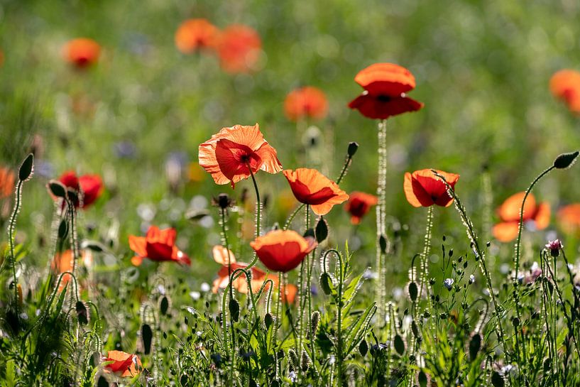 Corn poppy meadow by Uwe Ulrich Grün