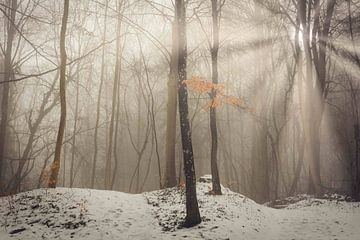 Zon in de winter in het bos