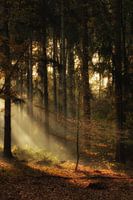Automne