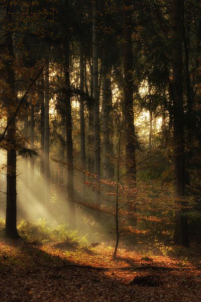Autumn by Moetwil en van Dijk - Fotografie