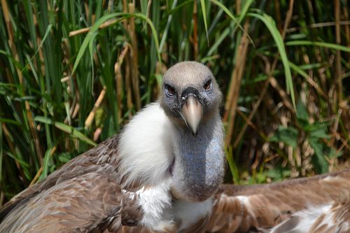 Geier beim Ausruhen in der Sonne.