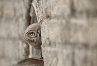 around the corner
