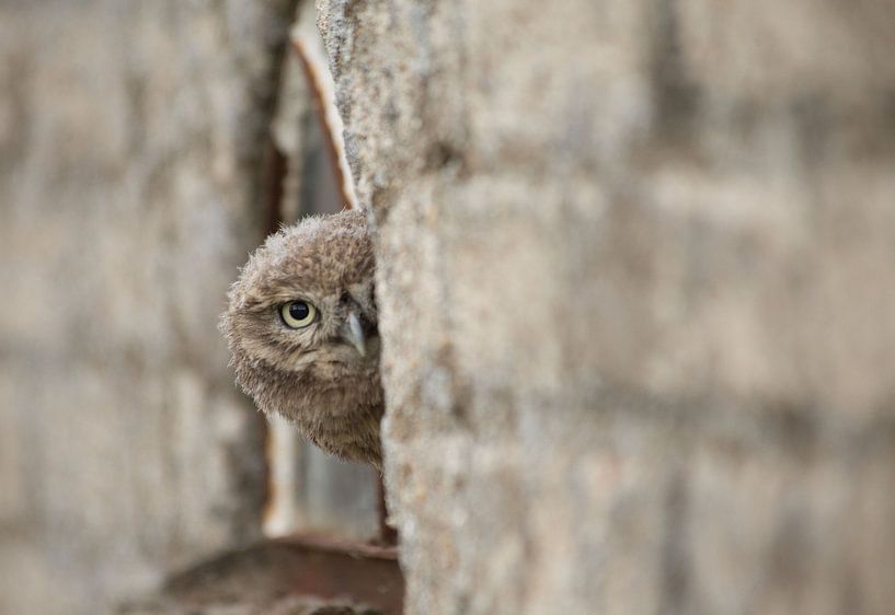 around the corner by hanny bosveld
