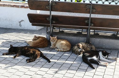 katten slapen onder een bankje