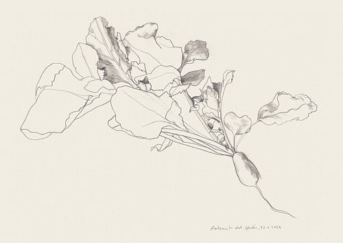 Radish Botanical Drawing