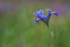 Mini iris au printemps
