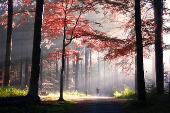 Die Kunst des Lichts