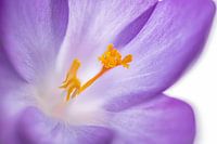 Spring image of a purple crocus