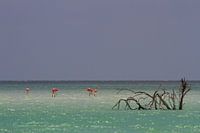Flamingo's