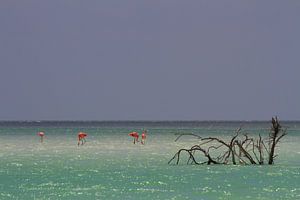 Flamingo's van Jeroen Meeuwsen