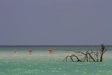 Flamingo's von Jeroen Meeuwsen