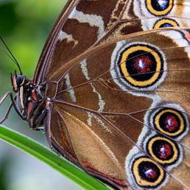 Schmetterling von Ineke Wildeboer