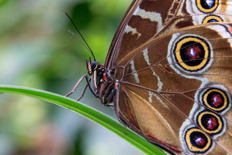 Butterfly by Ineke Wildeboer