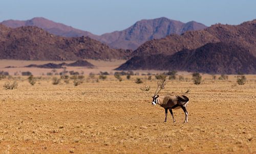 Lonely Oryx