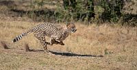 cheetah op snelheid! van Linda Manzaneque thumbnail